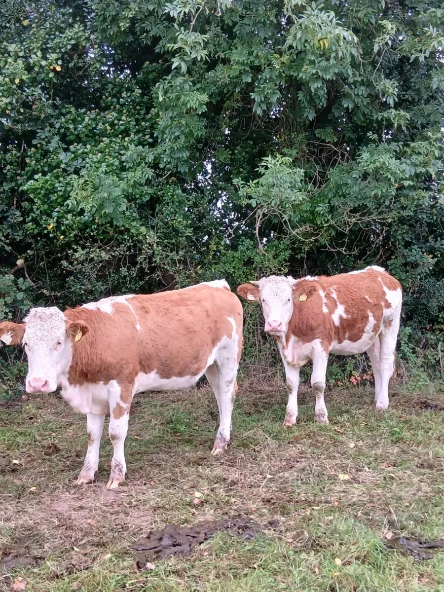 Simmental heifers - Image 4
