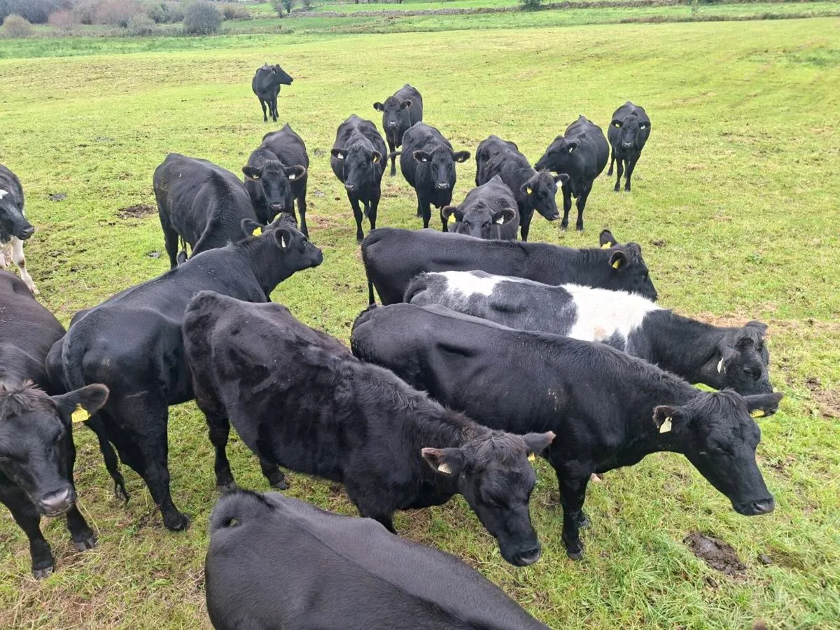 Heifers - Image 1