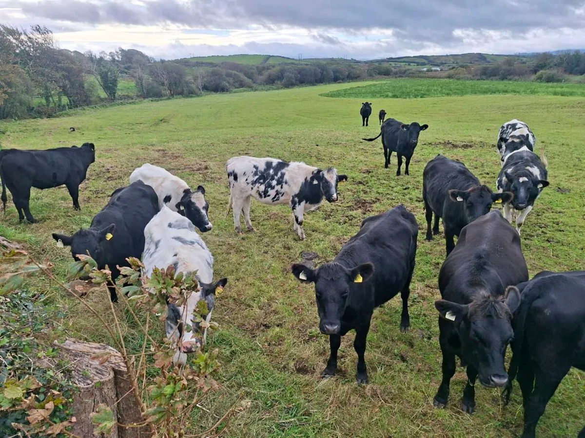 Heifers - Image 2