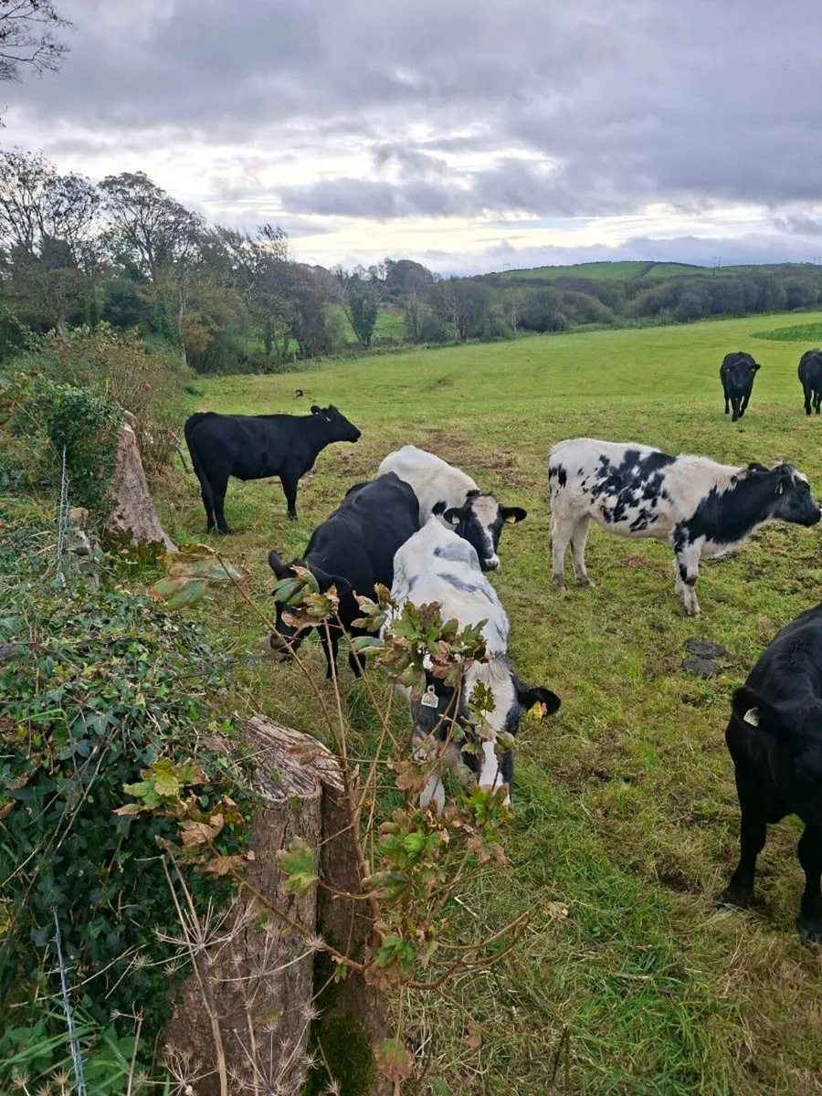 Heifers - Image 3