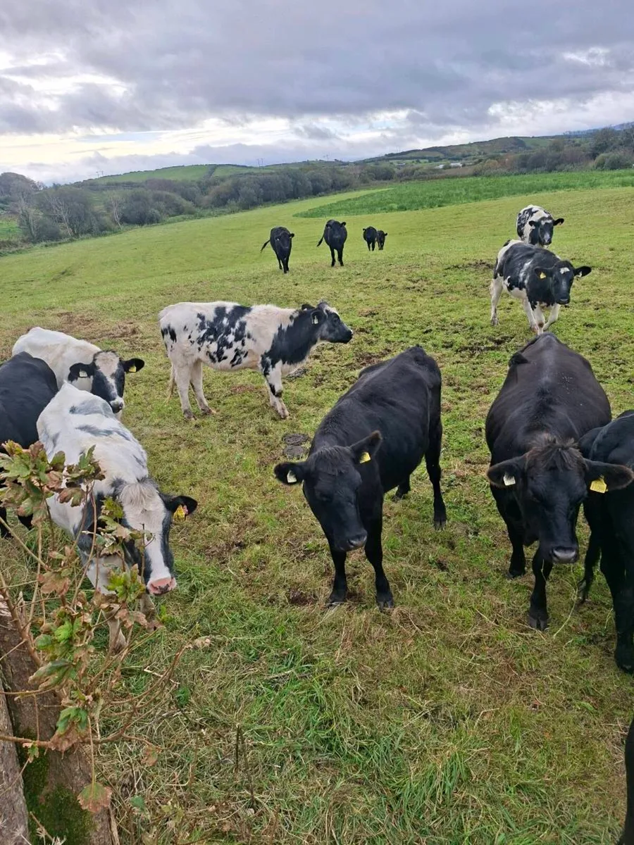 Heifers - Image 4