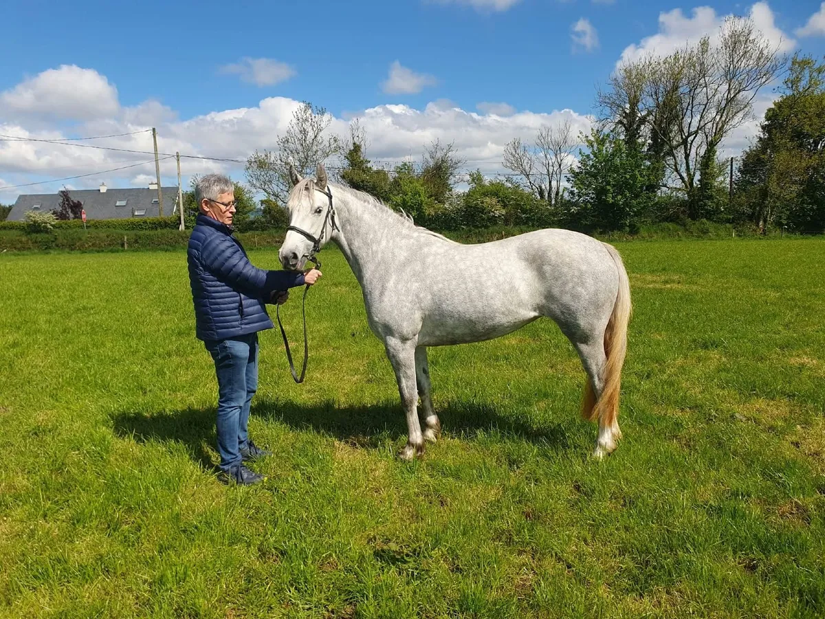 Connemara filly Class one - Image 1