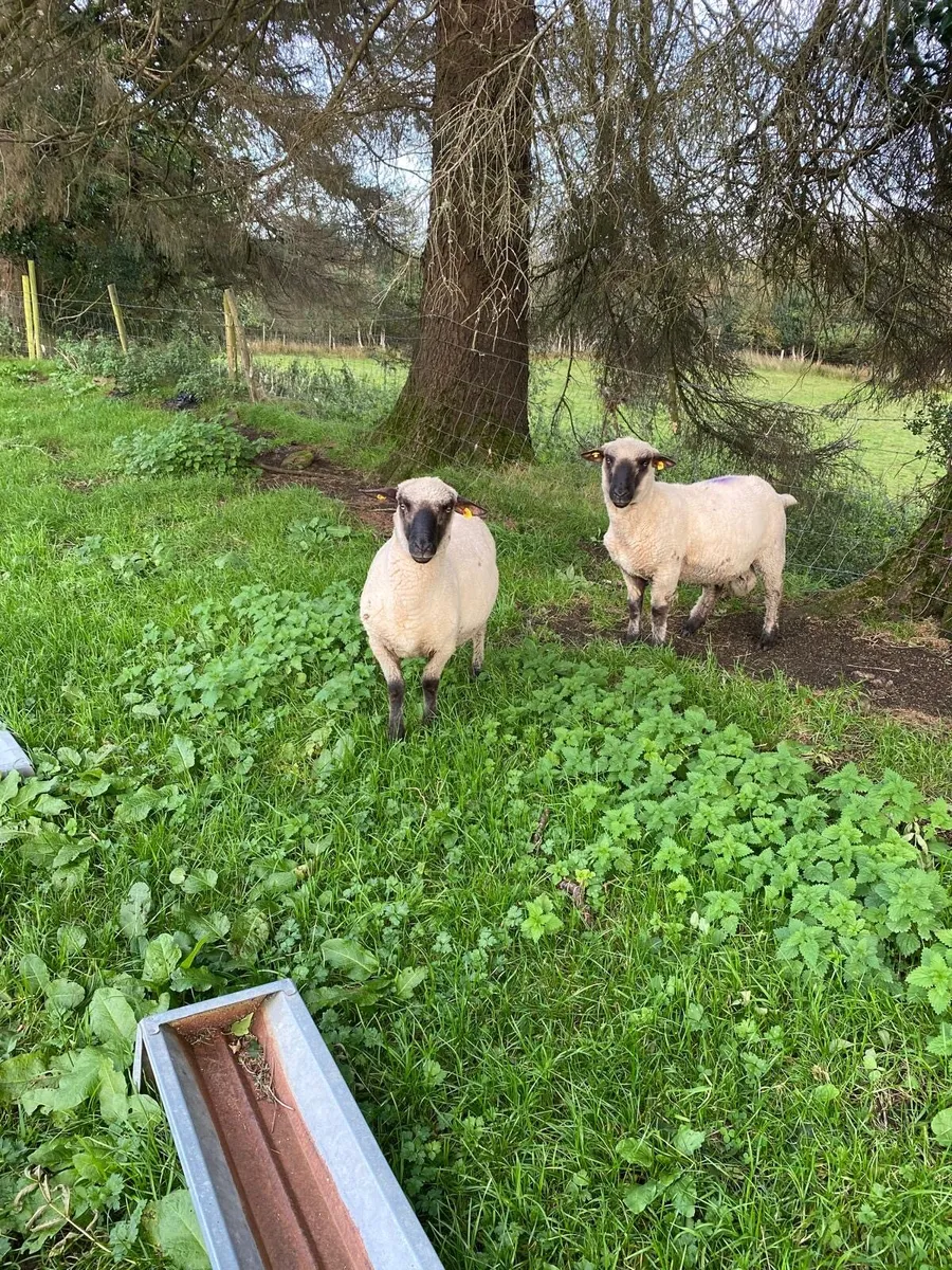 PBNR Shropshire Hogget Rams for Sale - Image 2