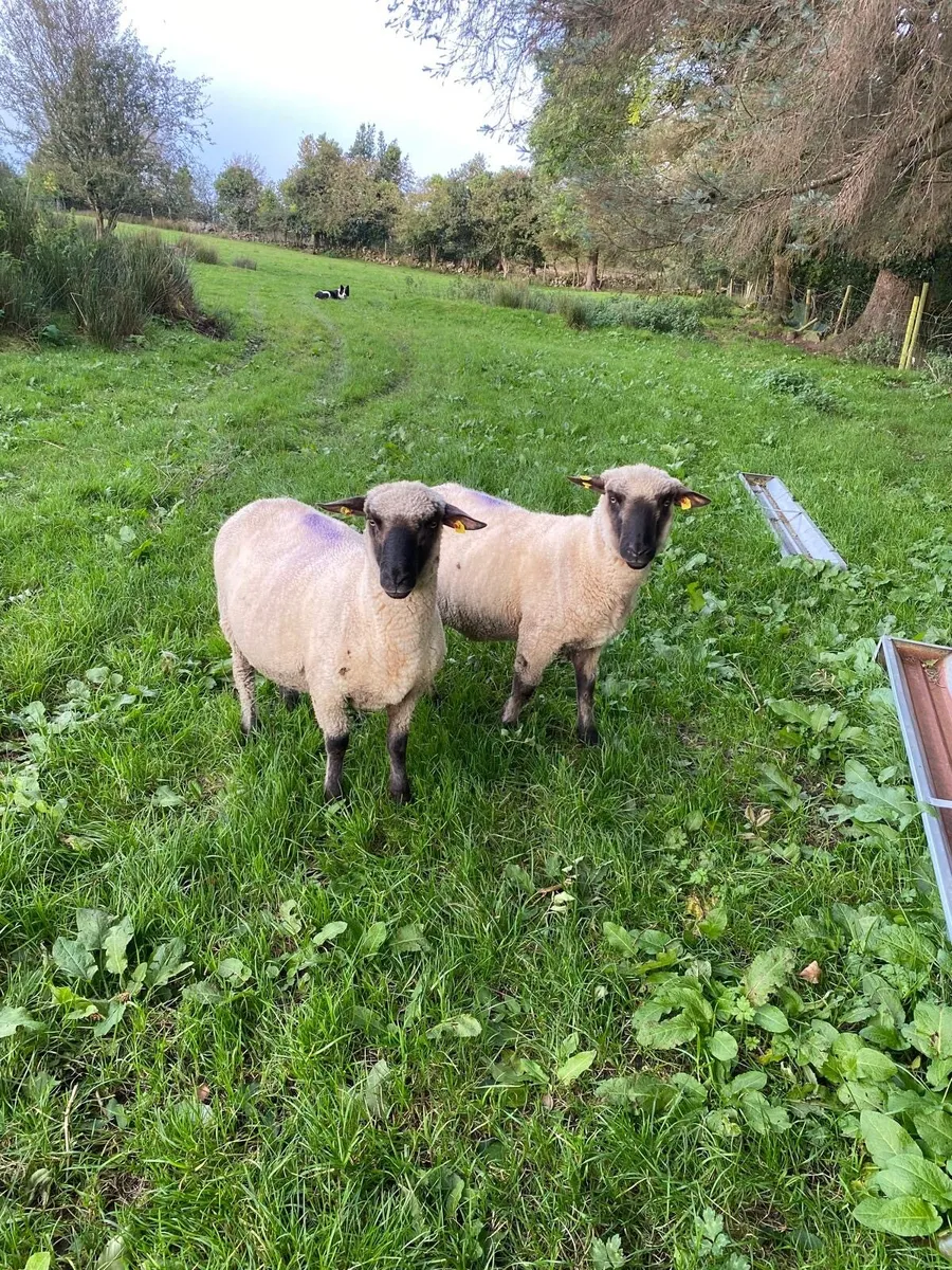 PBNR Shropshire Hogget Rams for Sale - Image 1
