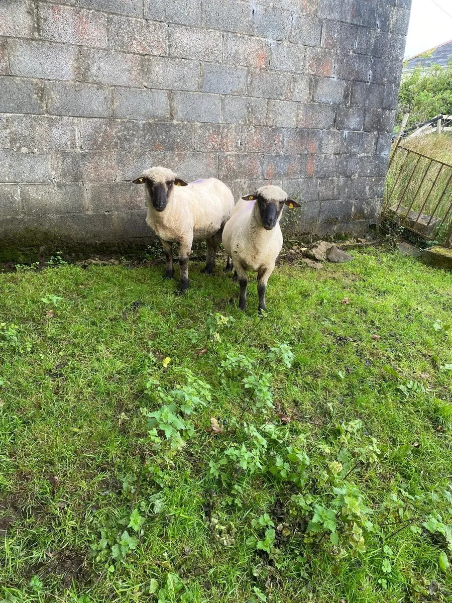 PBNR Shropshire Hogget Rams for Sale - Image 3