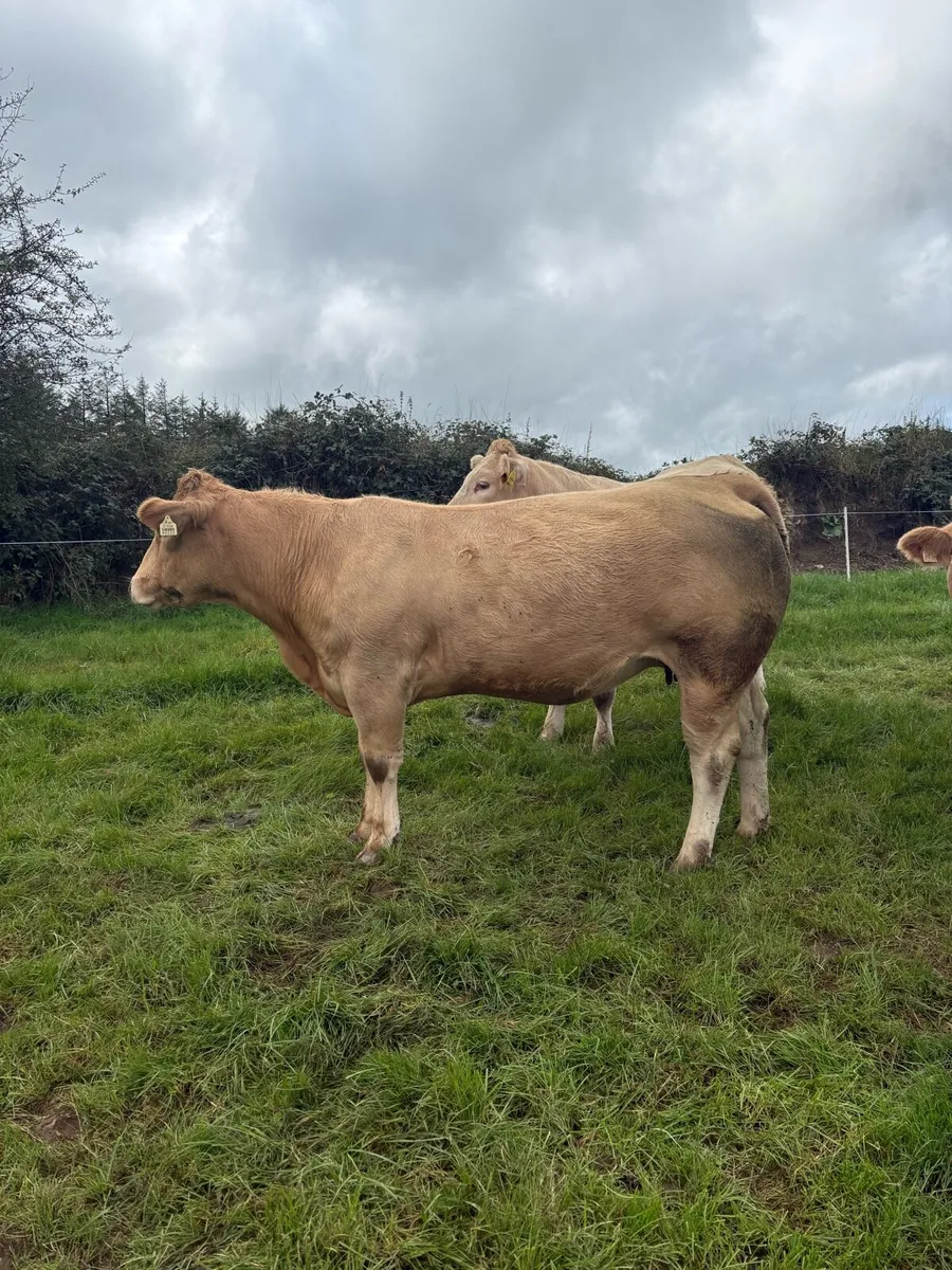 ⭐️Incalf Heifers for Kenmare Saturday 10th October - Image 2