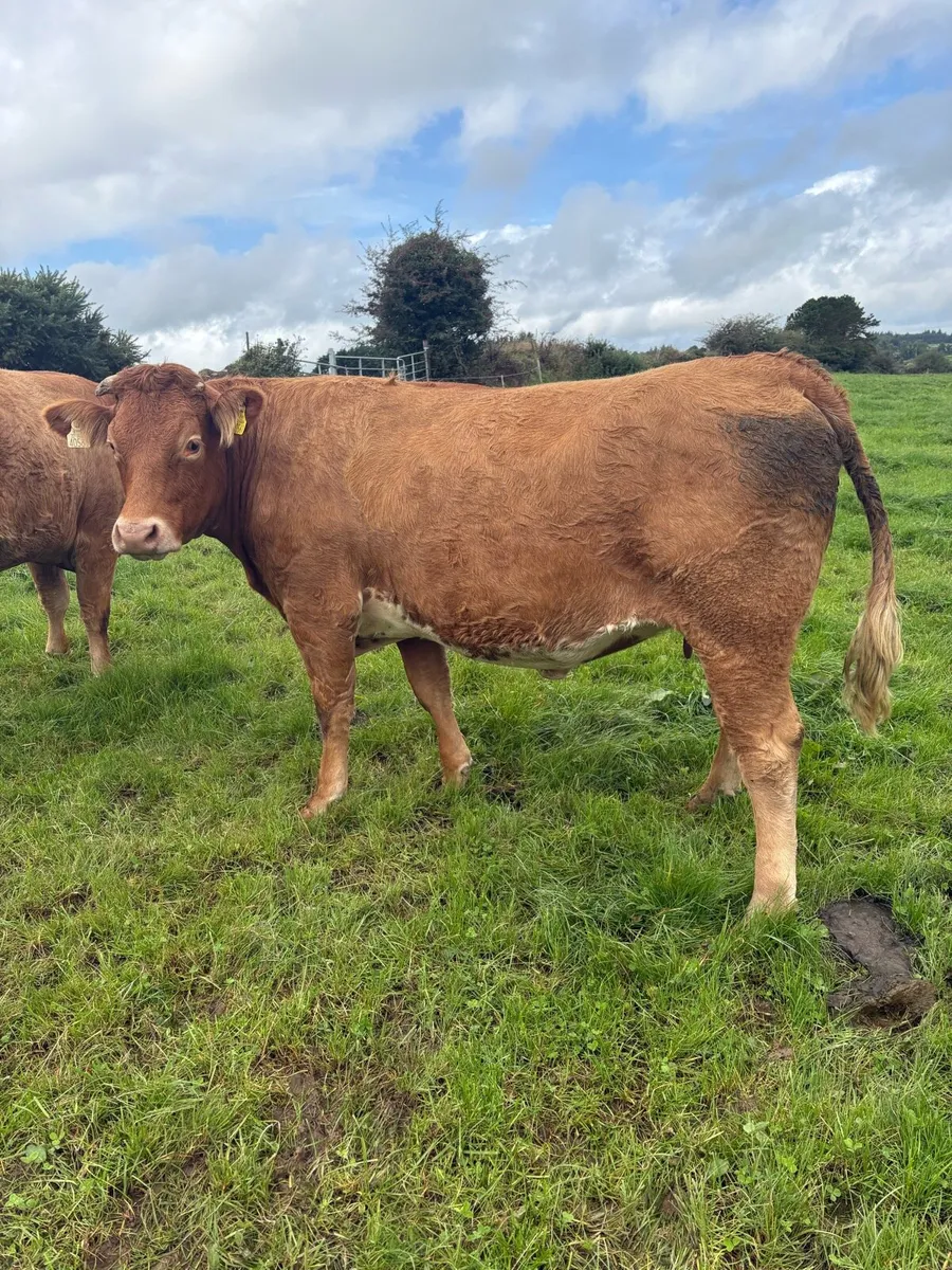 ⭐️Incalf Heifers for Kenmare Saturday 10th October - Image 3