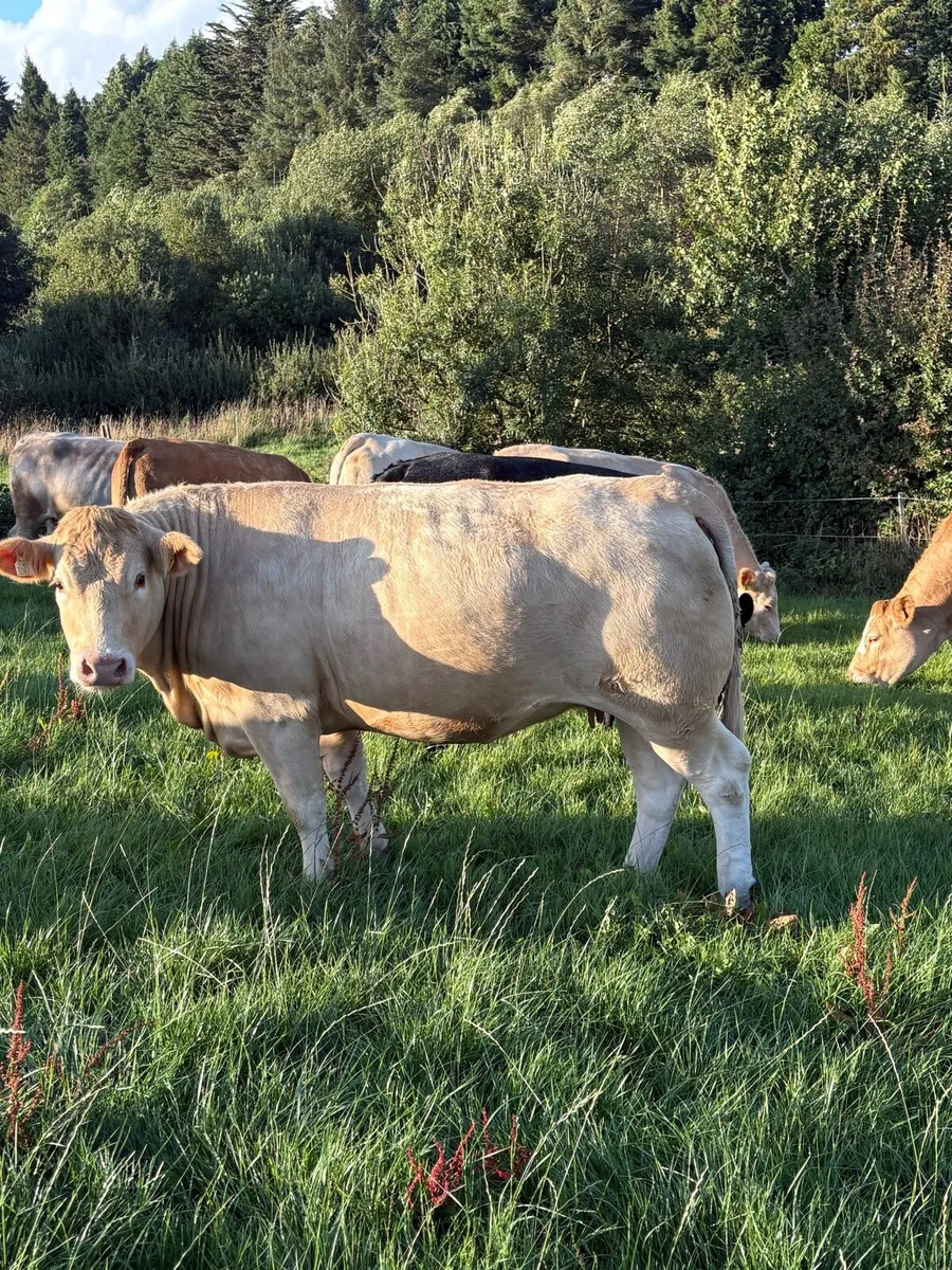 ⭐️Incalf Heifers for Kenmare Saturday 10th October - Image 4