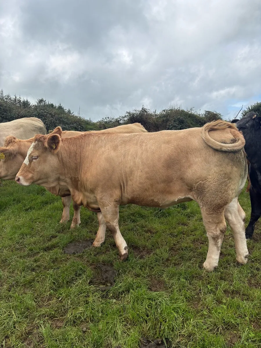 ⭐️Incalf Heifers for Kenmare Saturday 10th October - Image 1