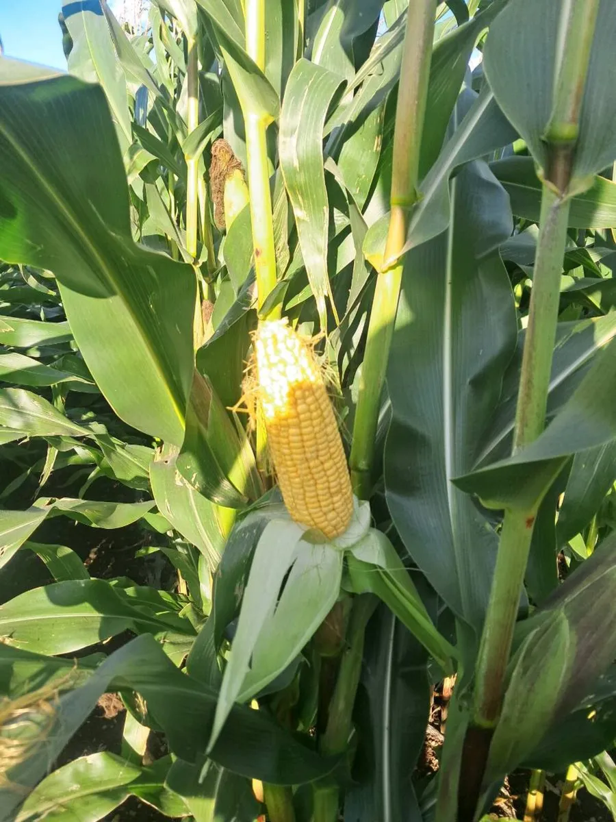 Maize - Image 1