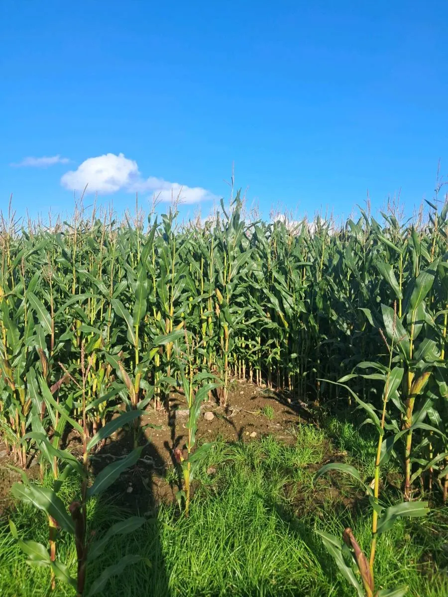 Maize - Image 2