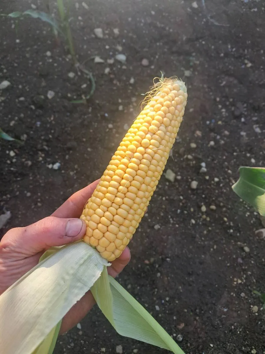 Maize - Image 3