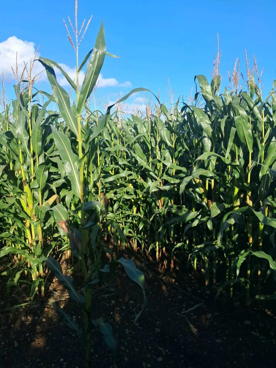 Maize - Image 4