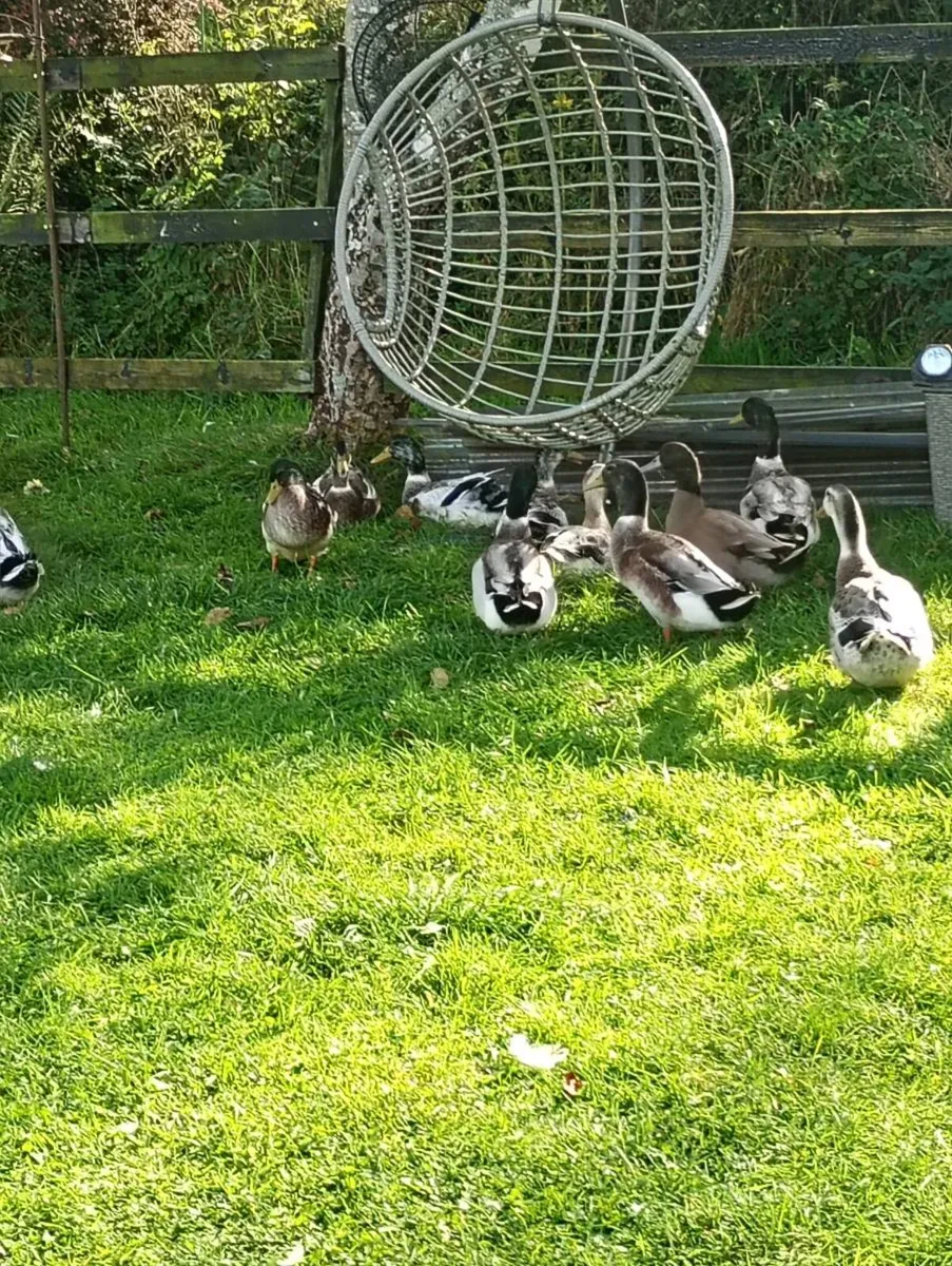 Male Ducks - Image 1