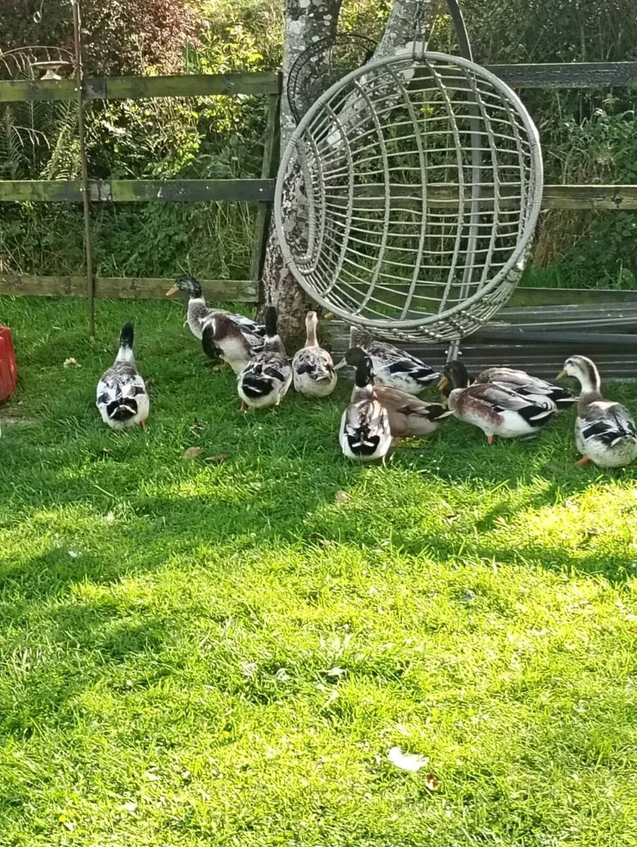 Male Ducks - Image 2