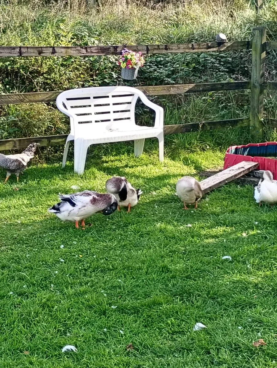 Male Ducks - Image 3