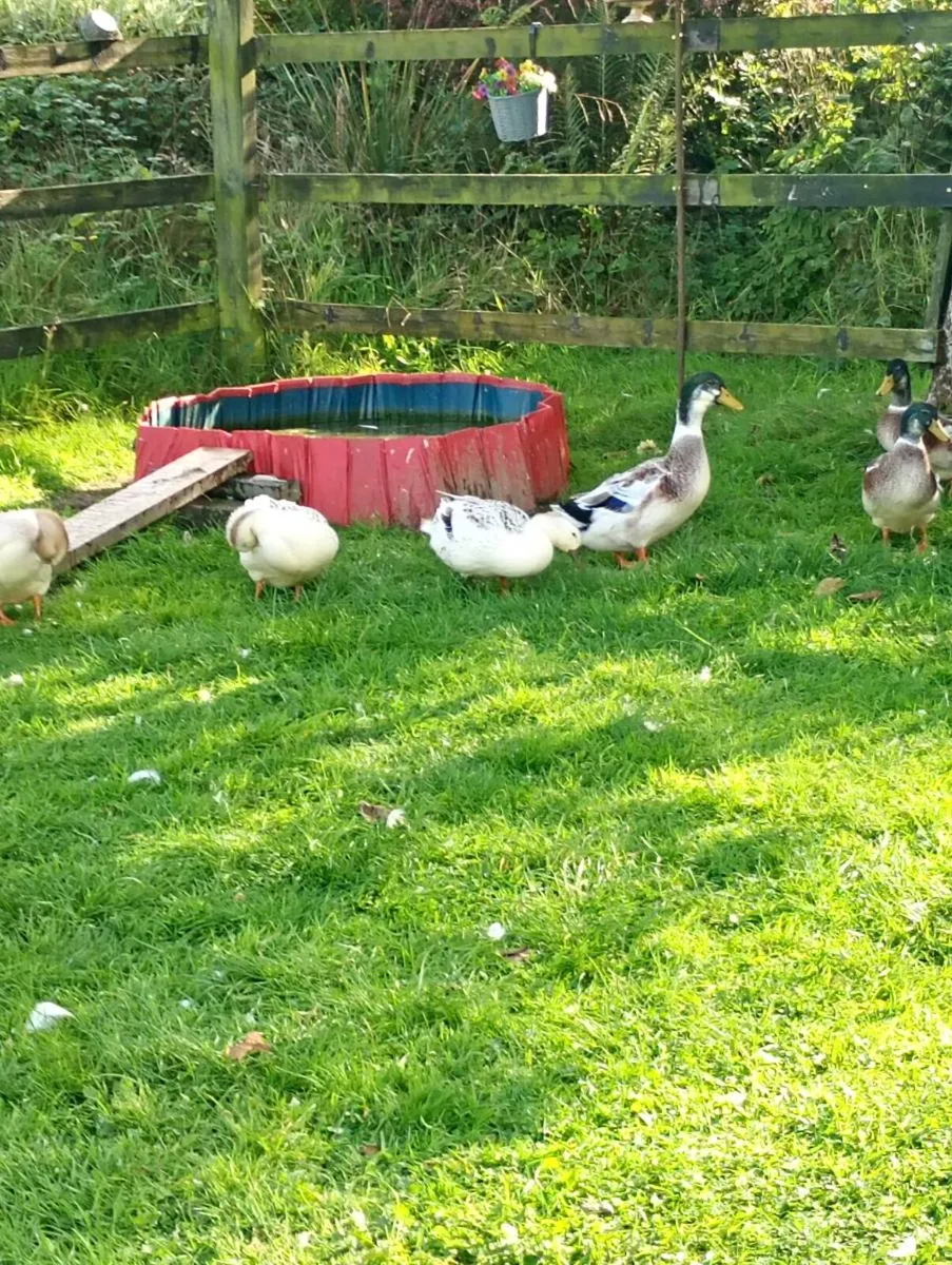 Male Ducks - Image 4