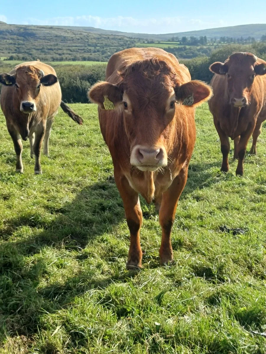 Purebred incalf LM HEIFER - Image 4