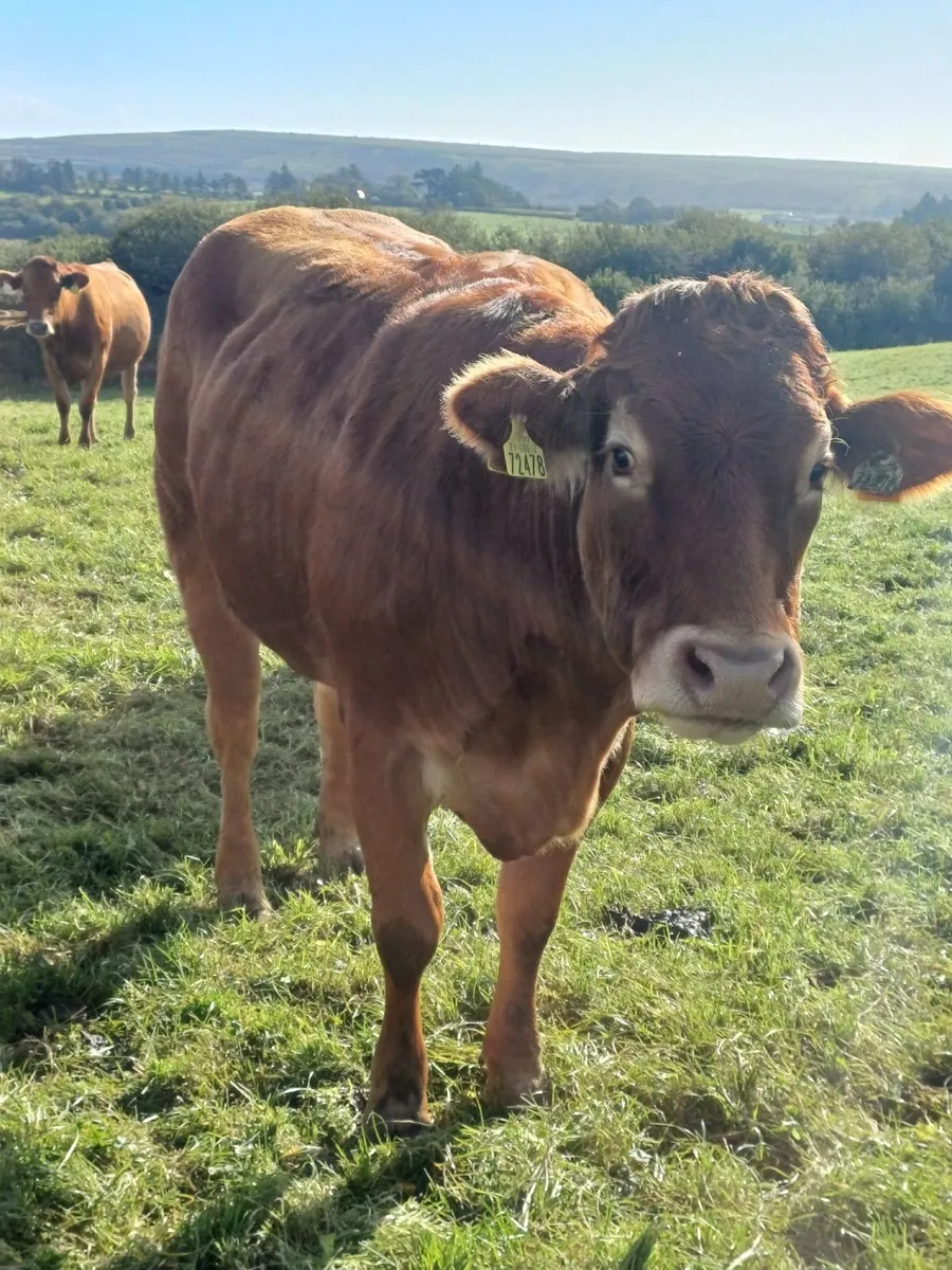 Purebred incalf LM HEIFER - Image 3