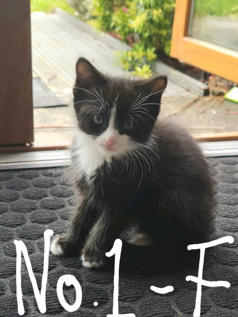 Kittens - Image 1