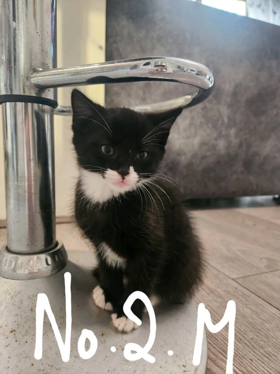 Kittens - Image 2