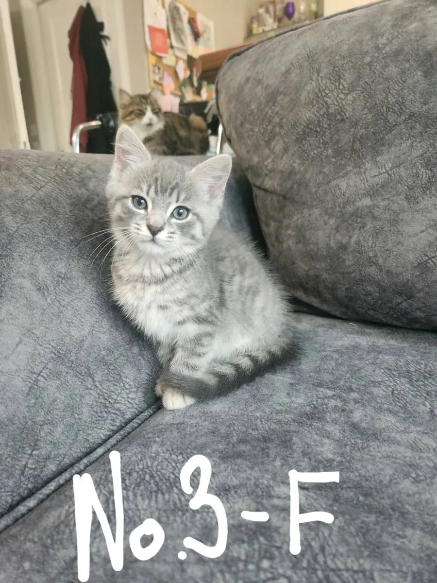Kittens - Image 3