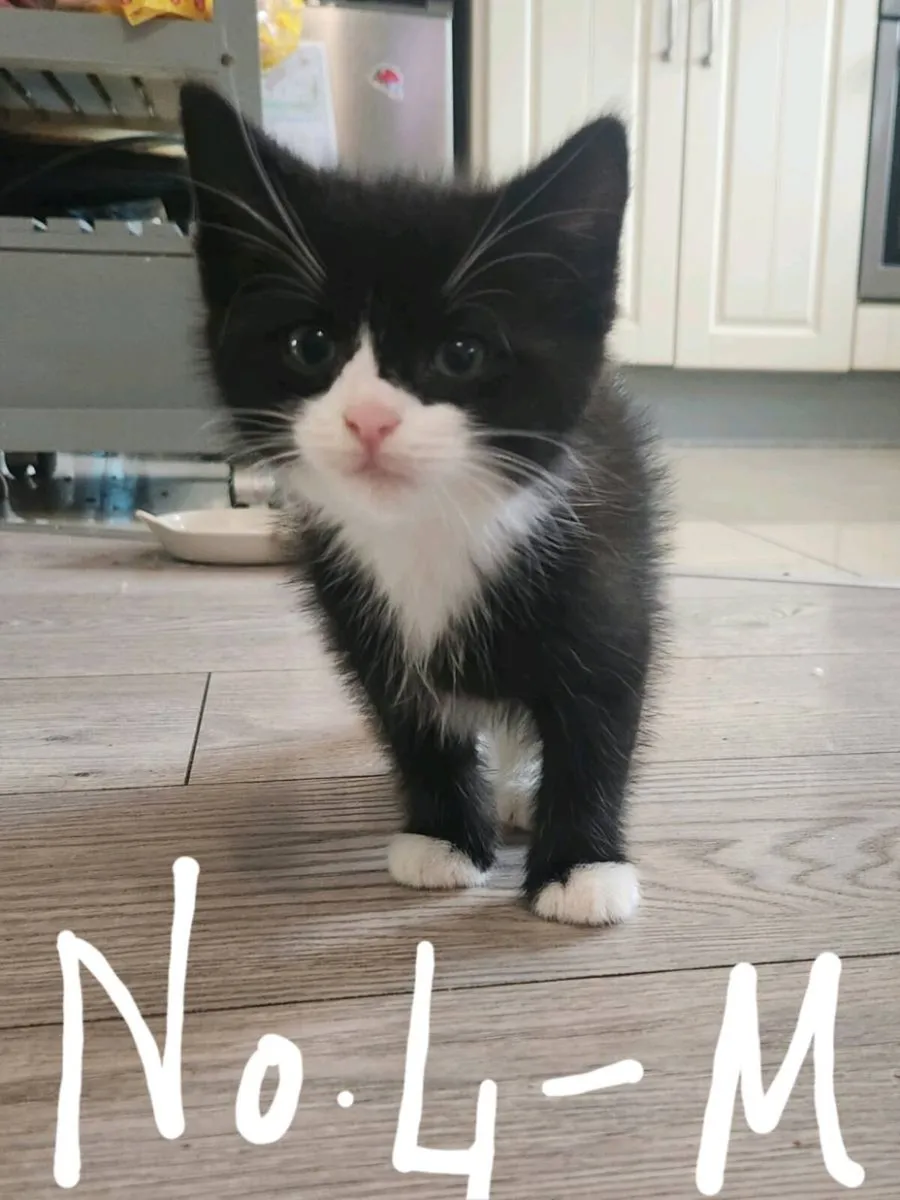 Kittens - Image 4