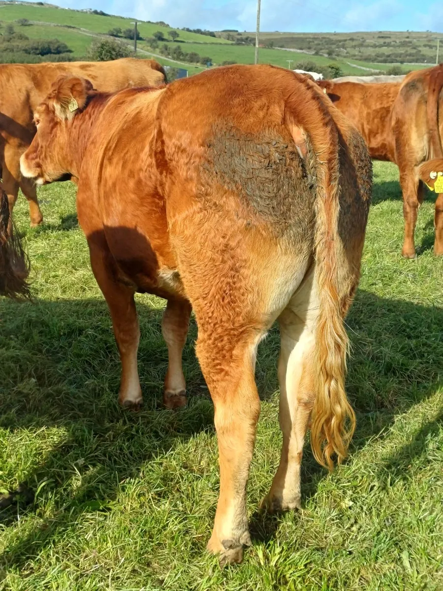 Purebred incalf LM HEIFER - Image 1