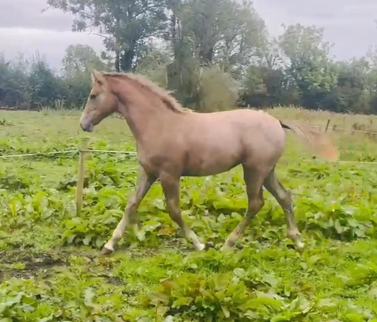 Beautiful Irish draught Filly foal - Image 2