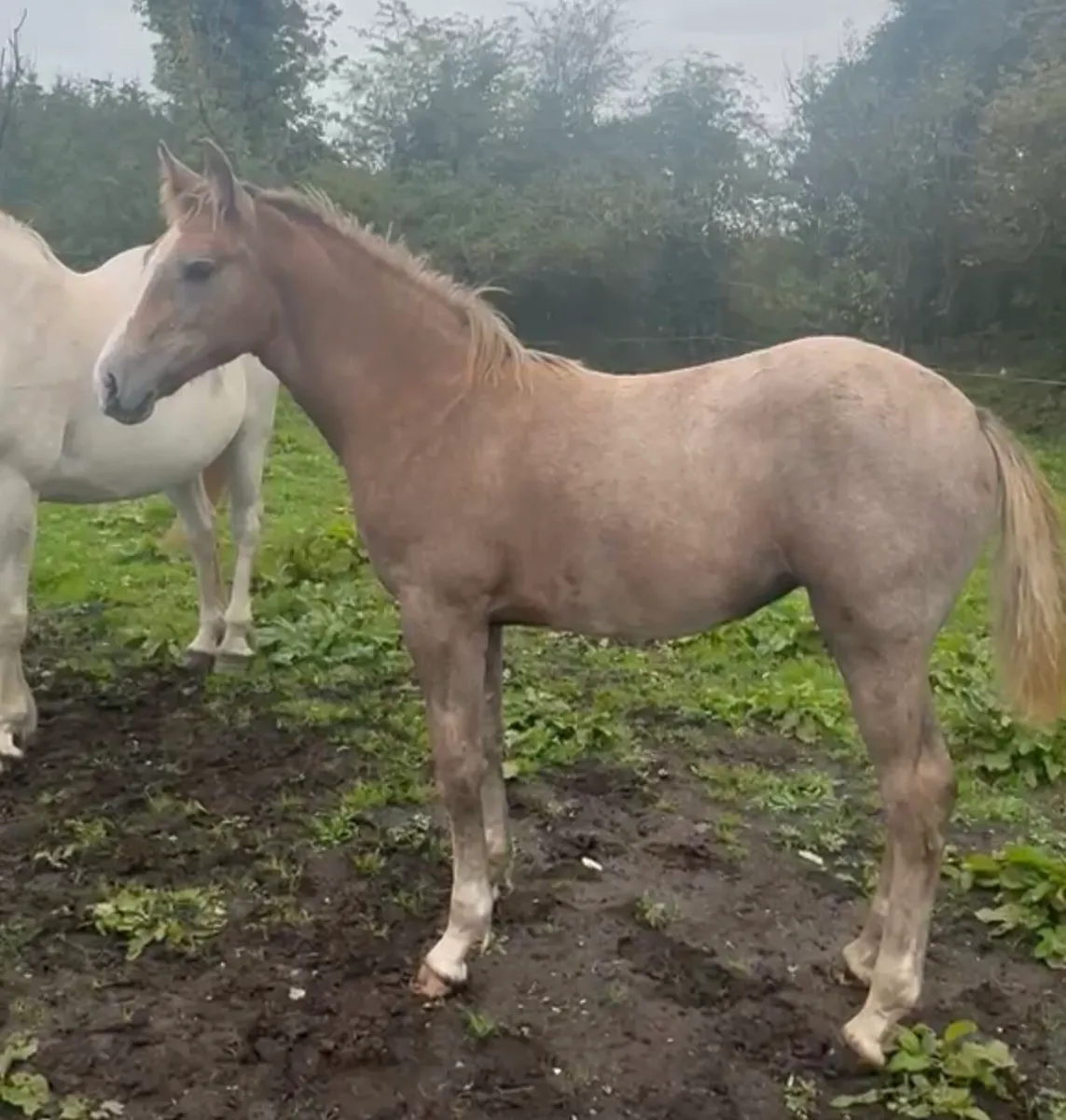 Beautiful Irish draught Filly foal - Image 3
