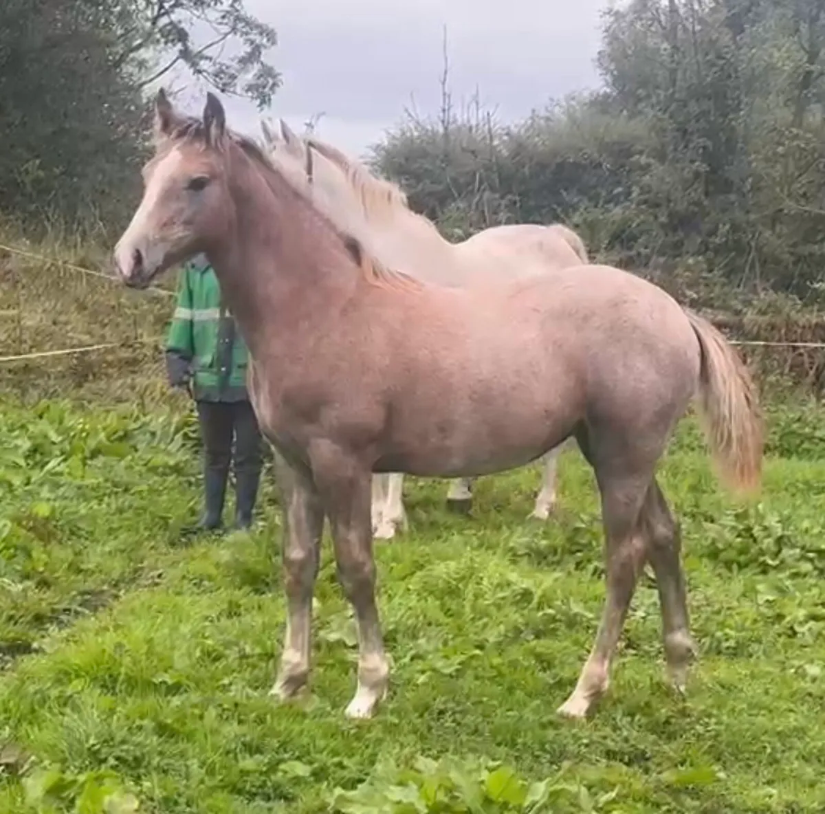Beautiful Irish draught Filly foal - Image 4