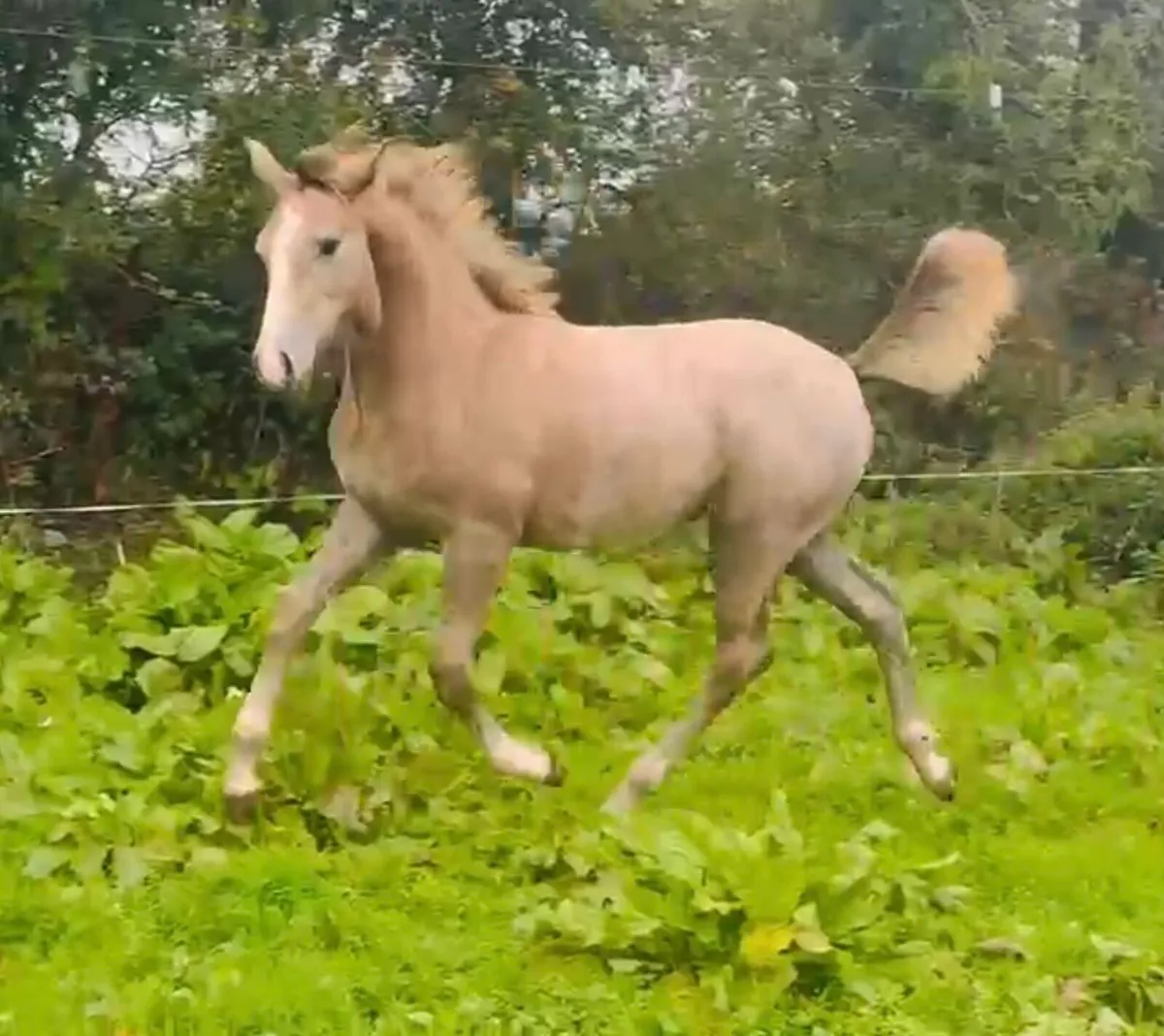 Beautiful Irish draught Filly foal - Image 1