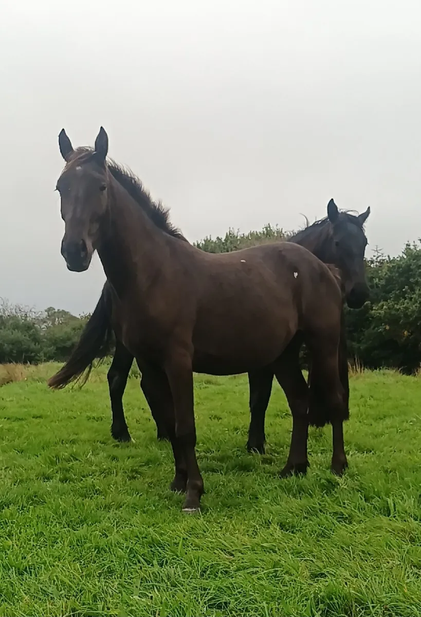 Gelding - Image 1