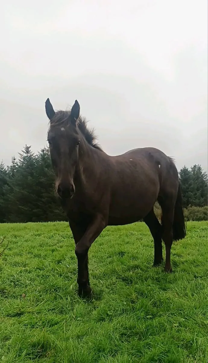 Gelding - Image 2