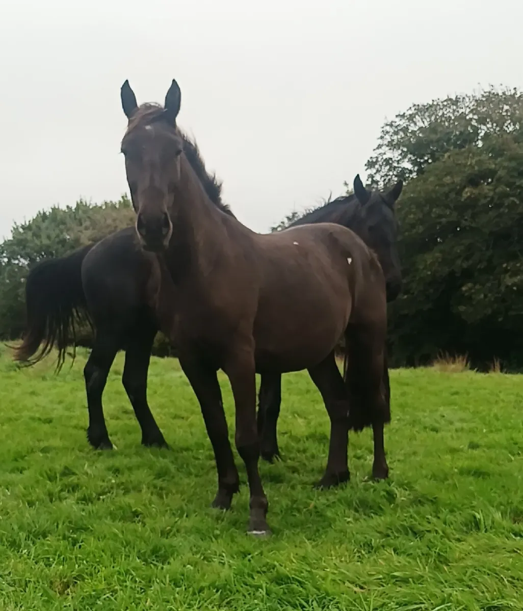 Gelding - Image 3