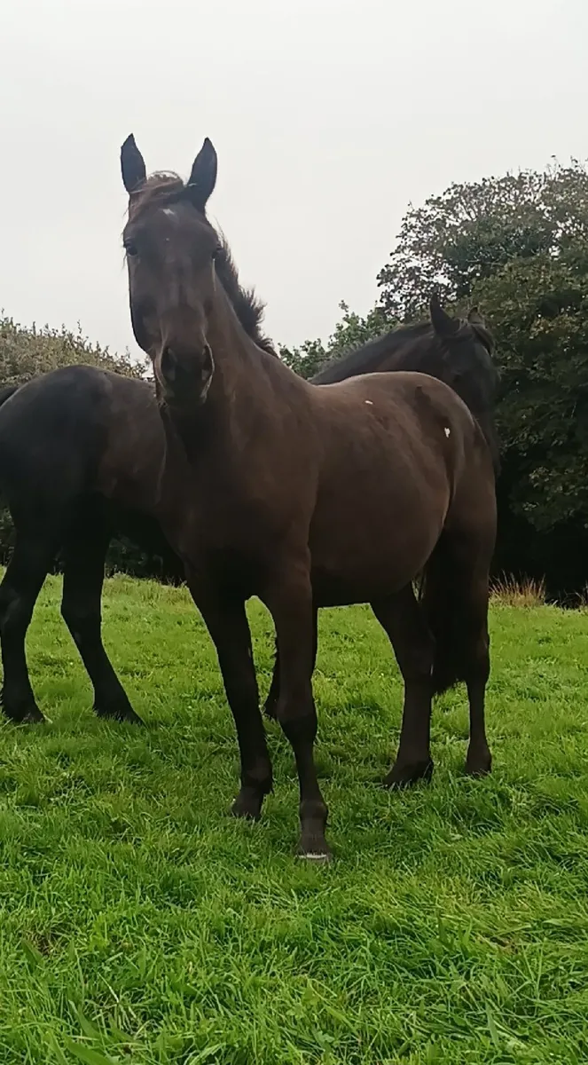 Gelding - Image 4