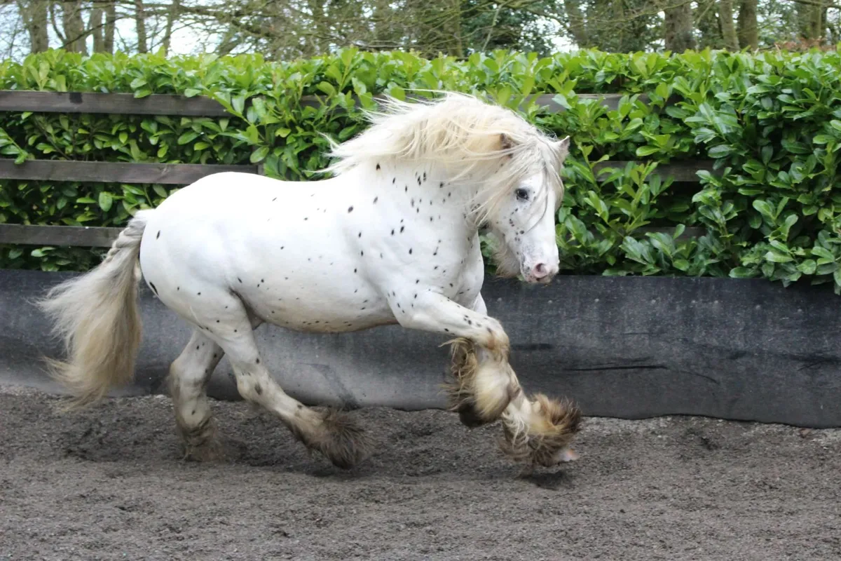 Full Pedigree IC Appaloosa stallion born 2020 - Image 1