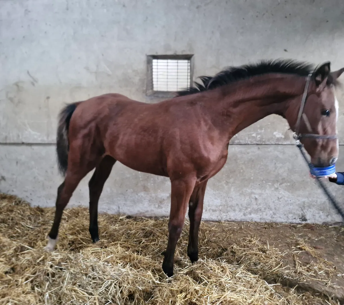 Foal - Image 1