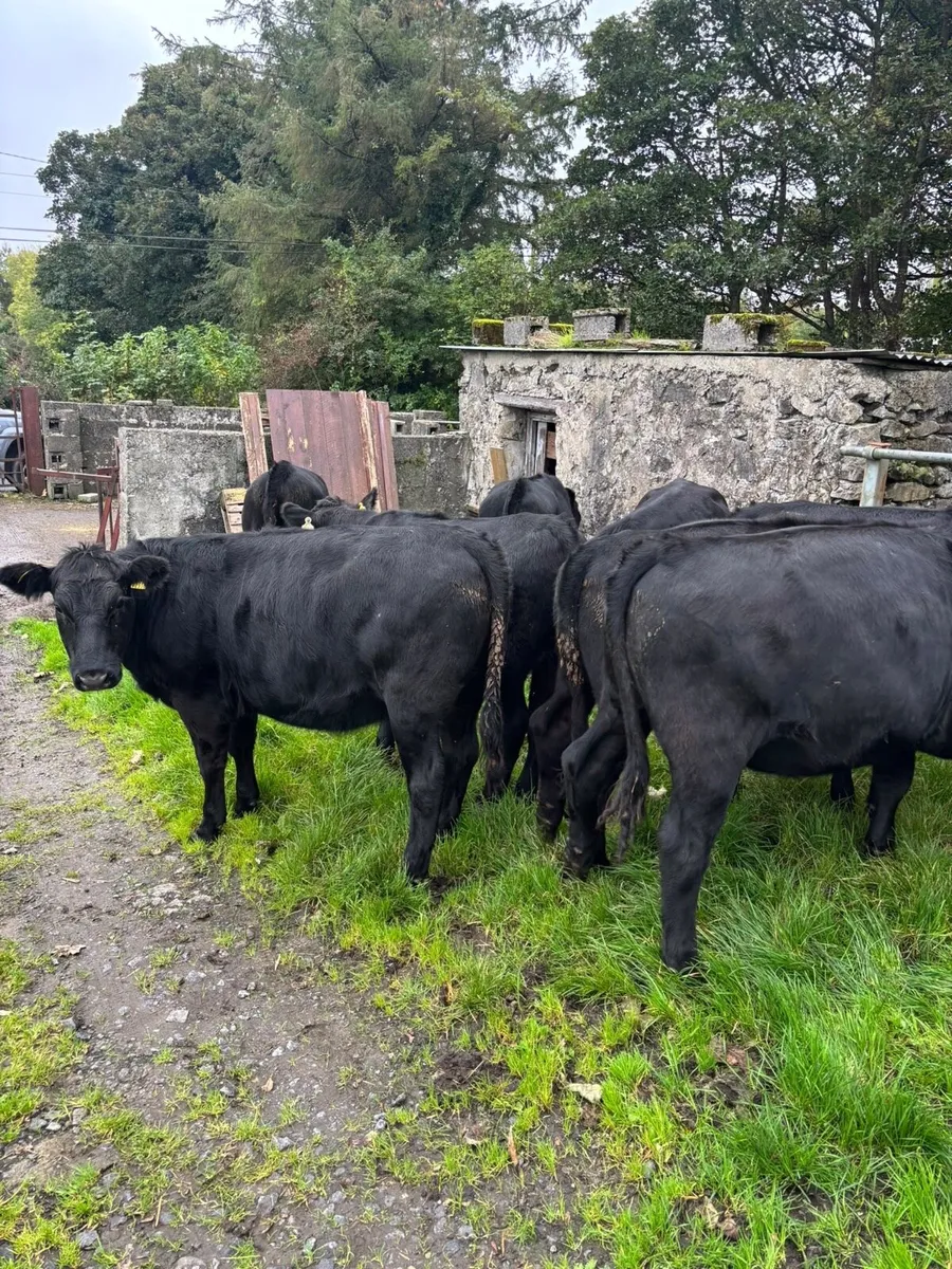 Aberdeen Angus heifers - Image 3