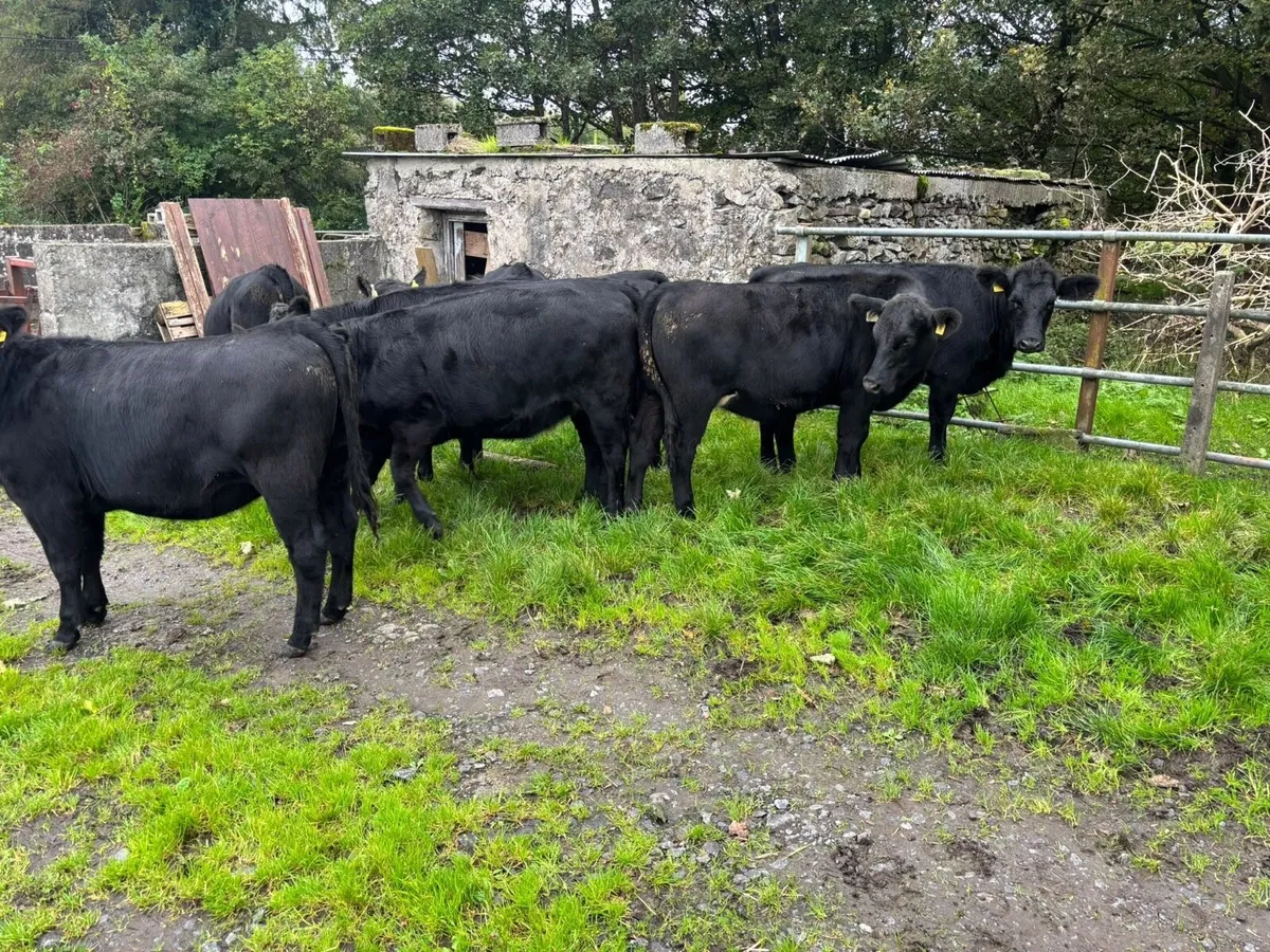 Aberdeen Angus heifers - Image 4