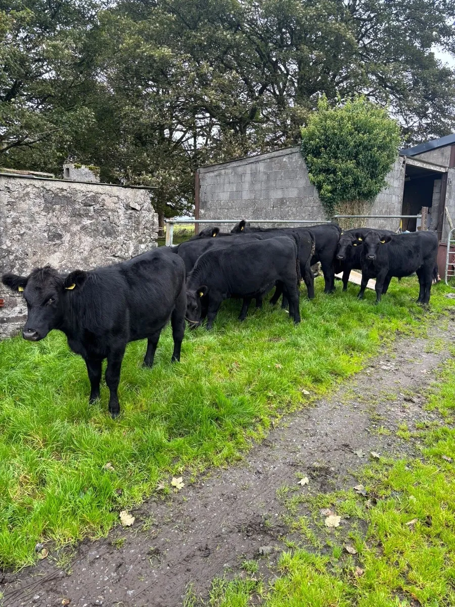 Aberdeen Angus heifers - Image 1