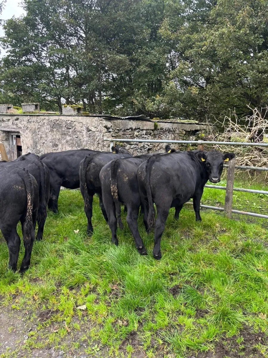 Aberdeen Angus heifers - Image 2