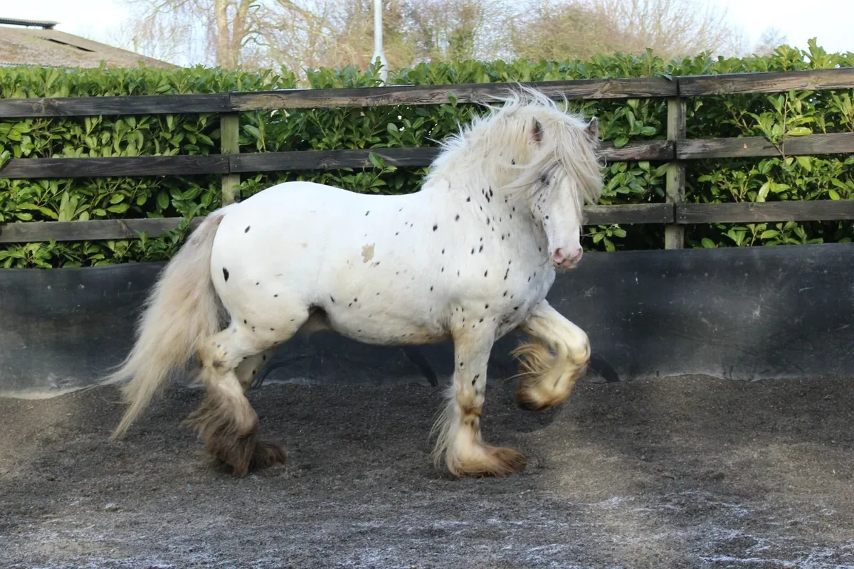 Full Pedigree IC Appaloosa stallion born 2020 - Image 2