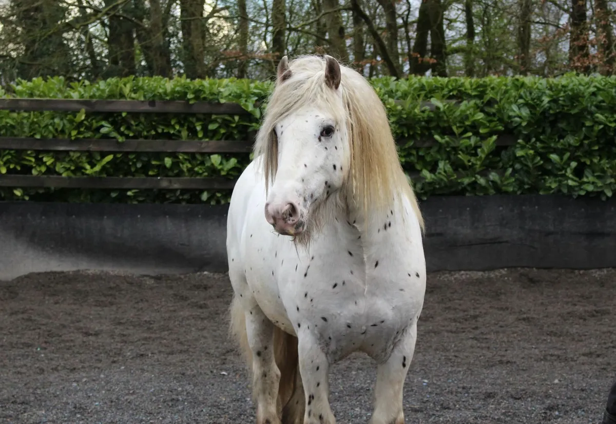 Full Pedigree IC Appaloosa stallion born 2020 - Image 4