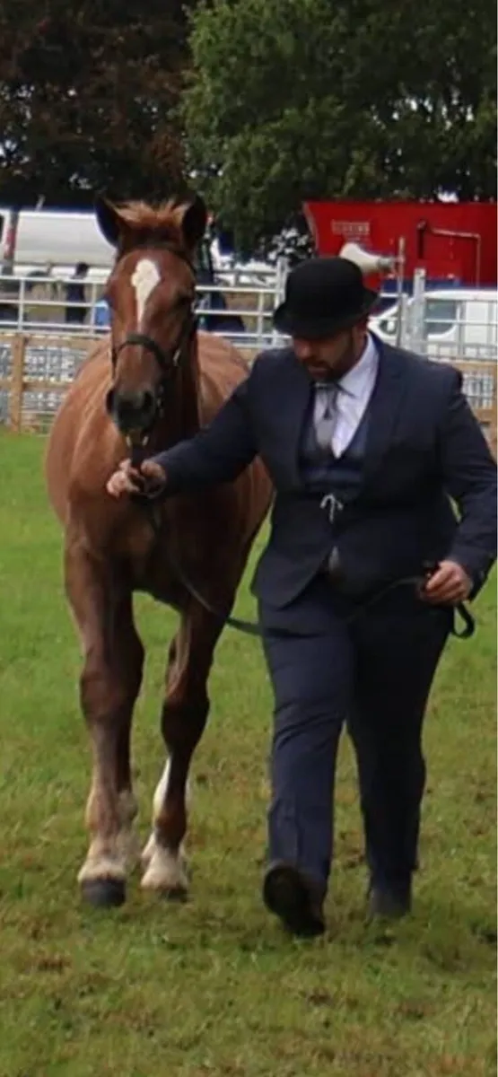 Irish Draught colt foal - Image 1
