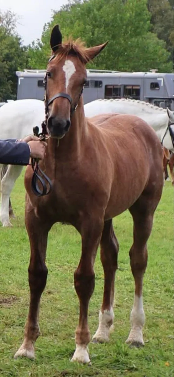 Irish Draught colt foal - Image 2