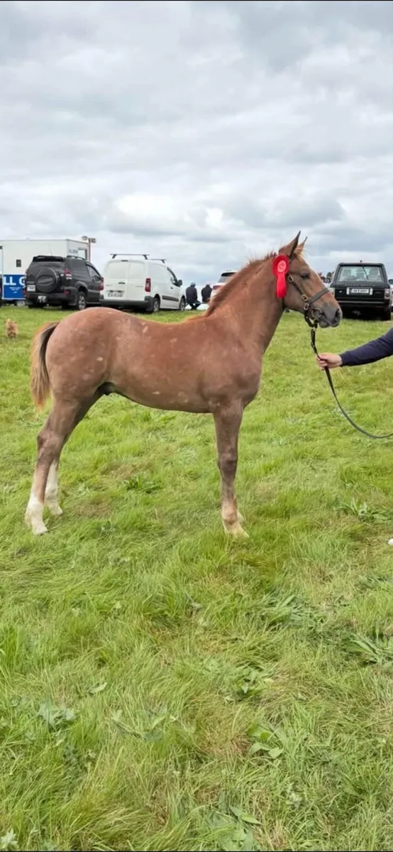 Irish Draught colt foal - Image 3