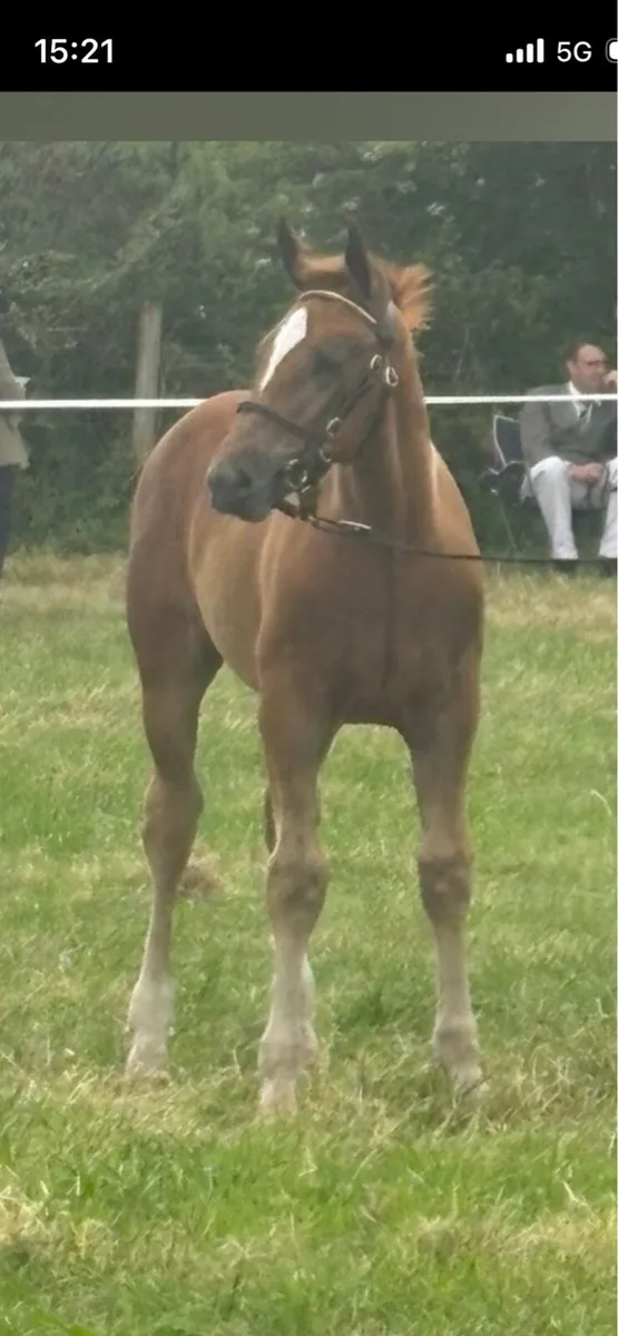 Irish Draught colt foal - Image 4