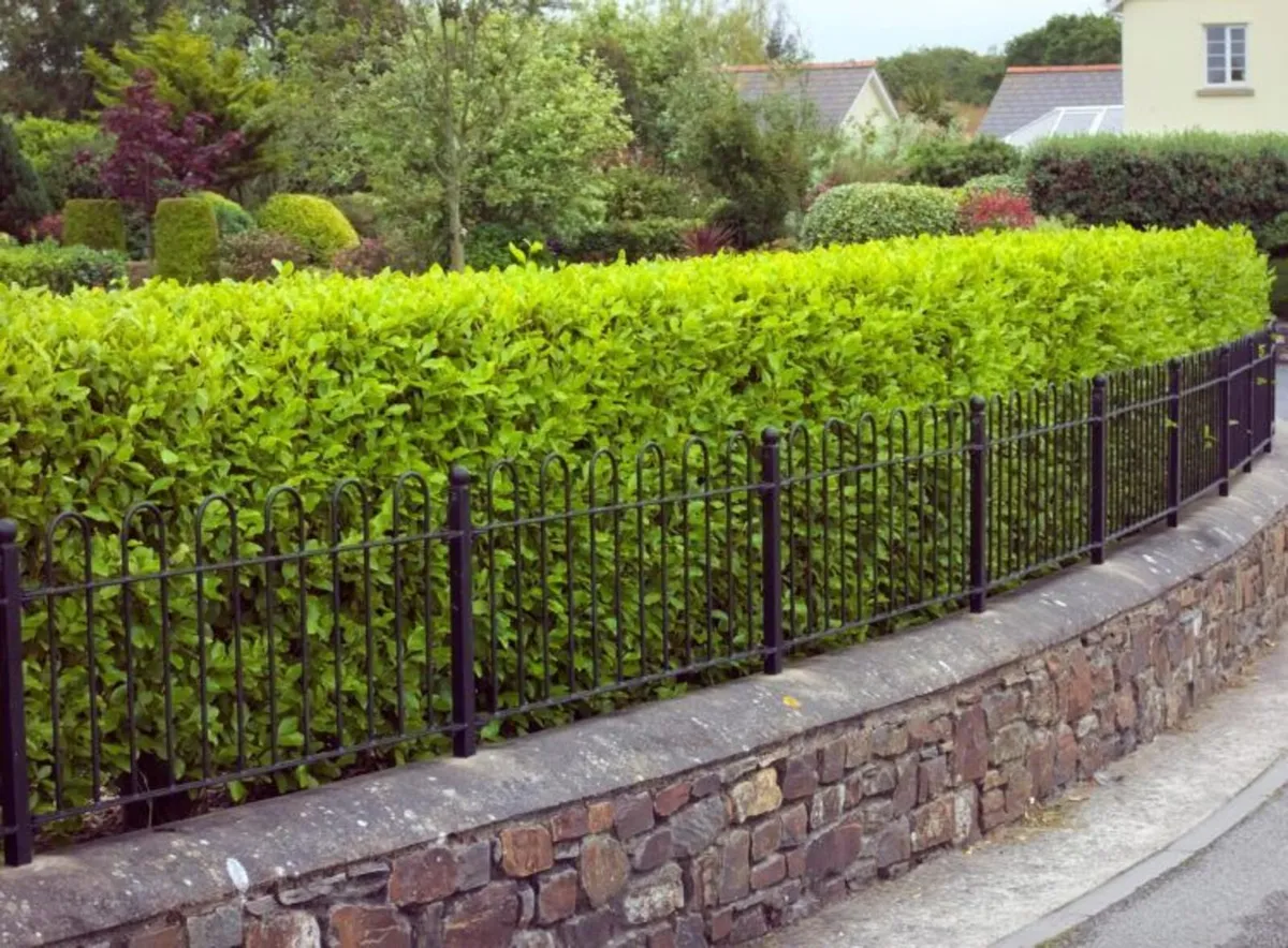 Griselinia Hedging Plants in Pots €3 each