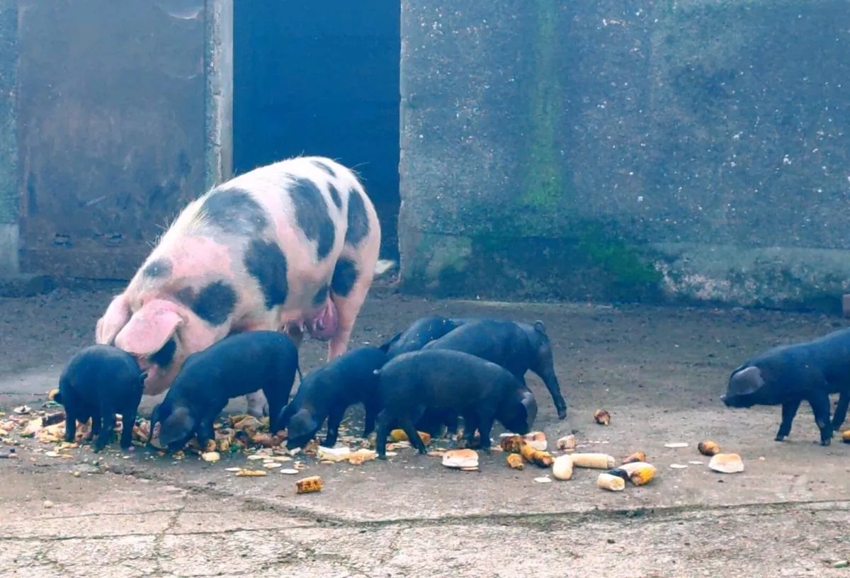 Pigs Old Spot x Large Black Weaners